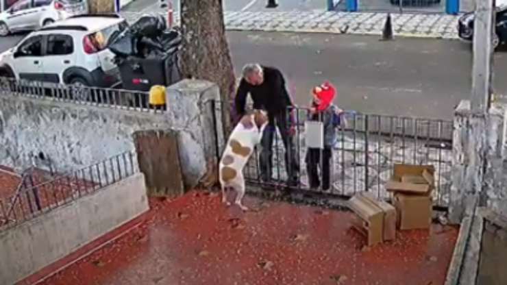 Perro Nina (Foto video)
