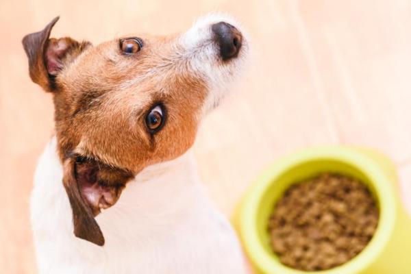 Alimentos con proteínas para perros