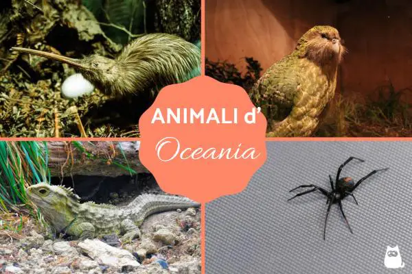 Animales de Oceanía