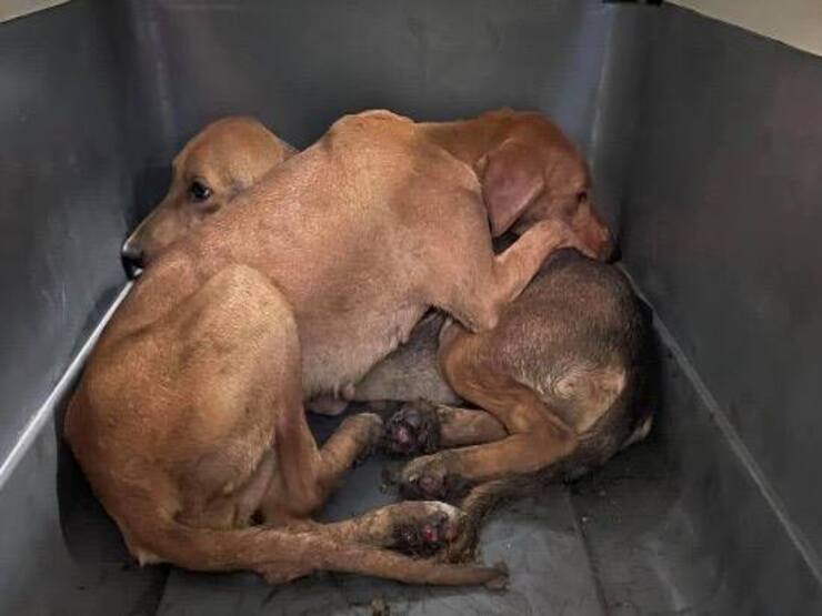 Cachorros rescatados de Clínica DUEMARI (Pantalla Facebook)