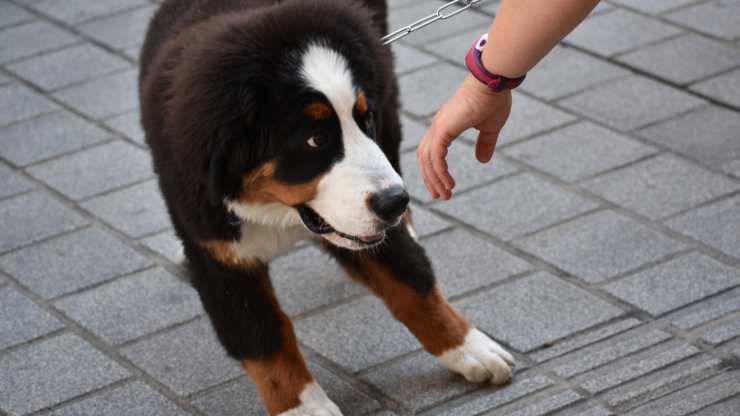 cómo acercarse a un perro tímido