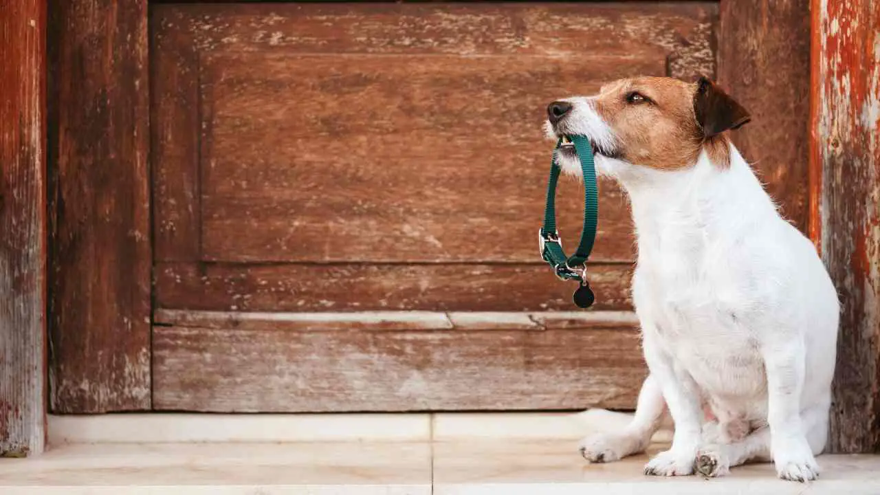 Perro aprieta el collar en la boca Cómo acostumbrar a tu perro al collar
