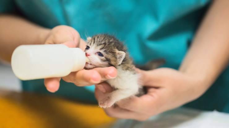 cómo embotellar al gatito