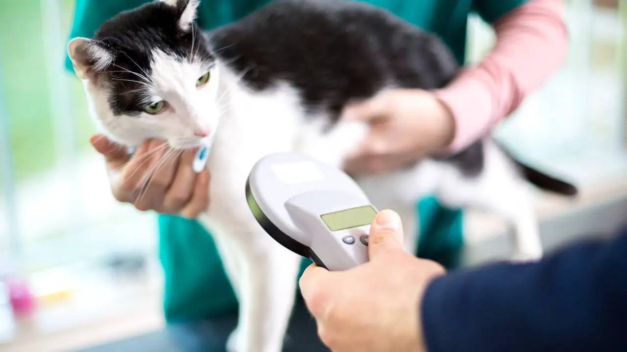 Veterinario revisa el microchip del gato Cómo dar de alta a tu gato en el Registro Felino