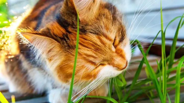 Como y cuanto darle hierba gatera a tu gato Cómo dar hierba gatera a los gatos