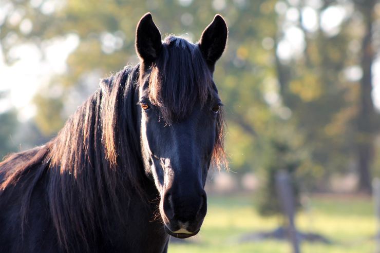 Cómo enfriar el caballo en verano Cómo enfriar el caballo en verano