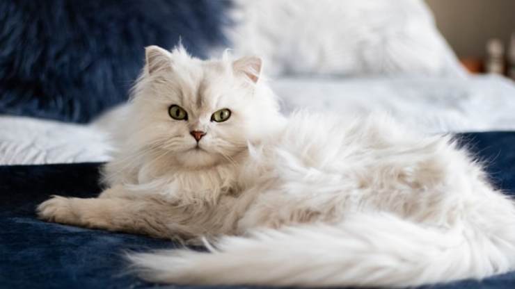 cómo entender el estado de ánimo del gato