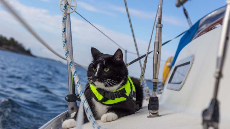 traer al gato en el bote
