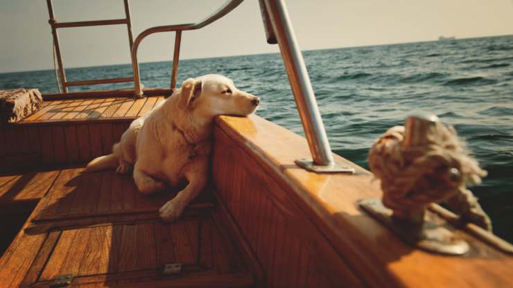 traer al perro en el bote