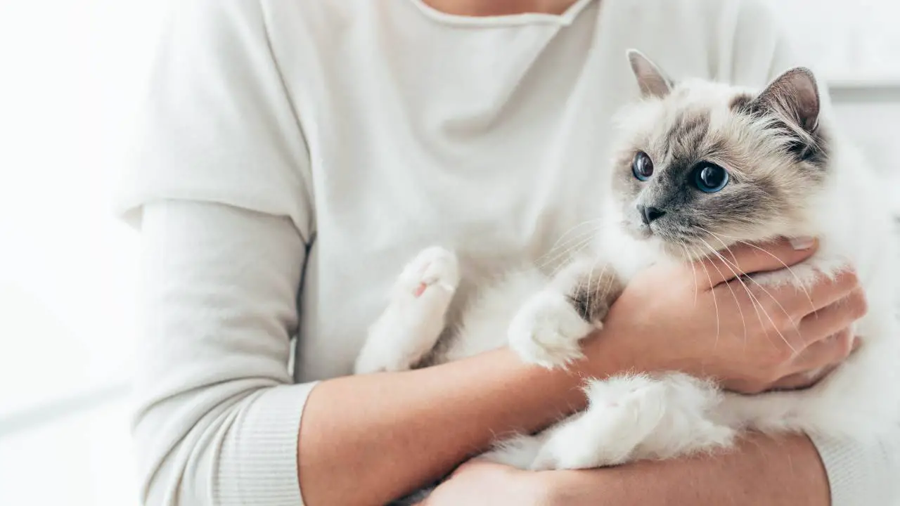 Gato en brazos de su dueño Comportamiento del gato: ¿que cambia después de la esterilización?