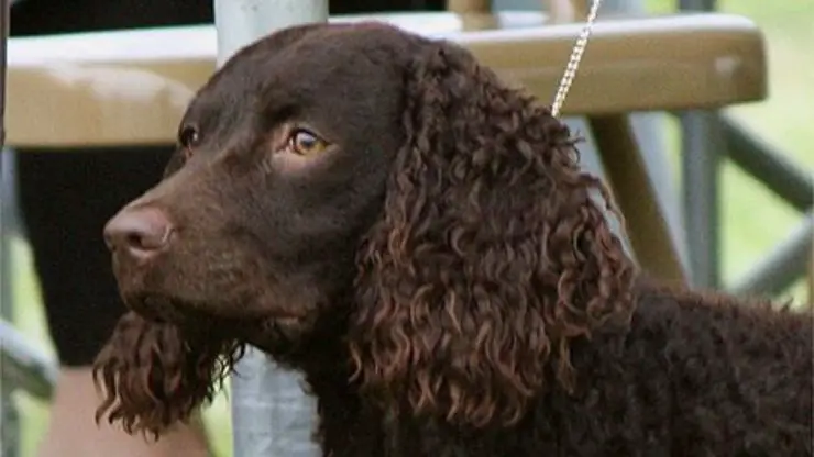 Cómo cuidar el pelaje del American Water Spaniel Cuidado del cabello del American Water Spaniel