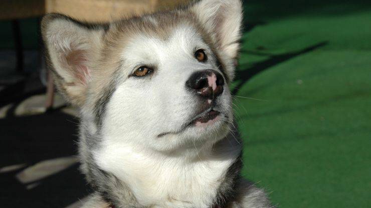 Cómo lavar y cepillar el pelaje del Alaskan Malamute Cuidado del abrigo del Alaskan Malamute