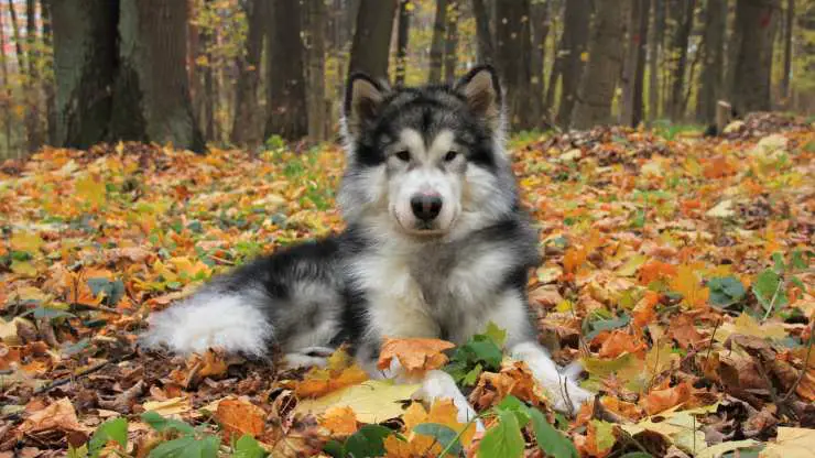 Nombre e historia del Alaskan Malamute Curiosidades sobre el Alaskan Malamute