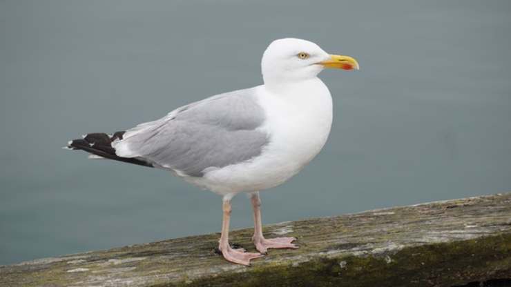 curiosidad por las gaviotas