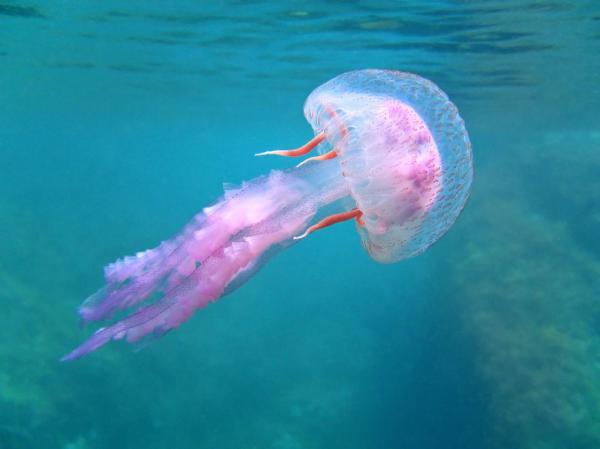 Curiosidades sobre las medusas