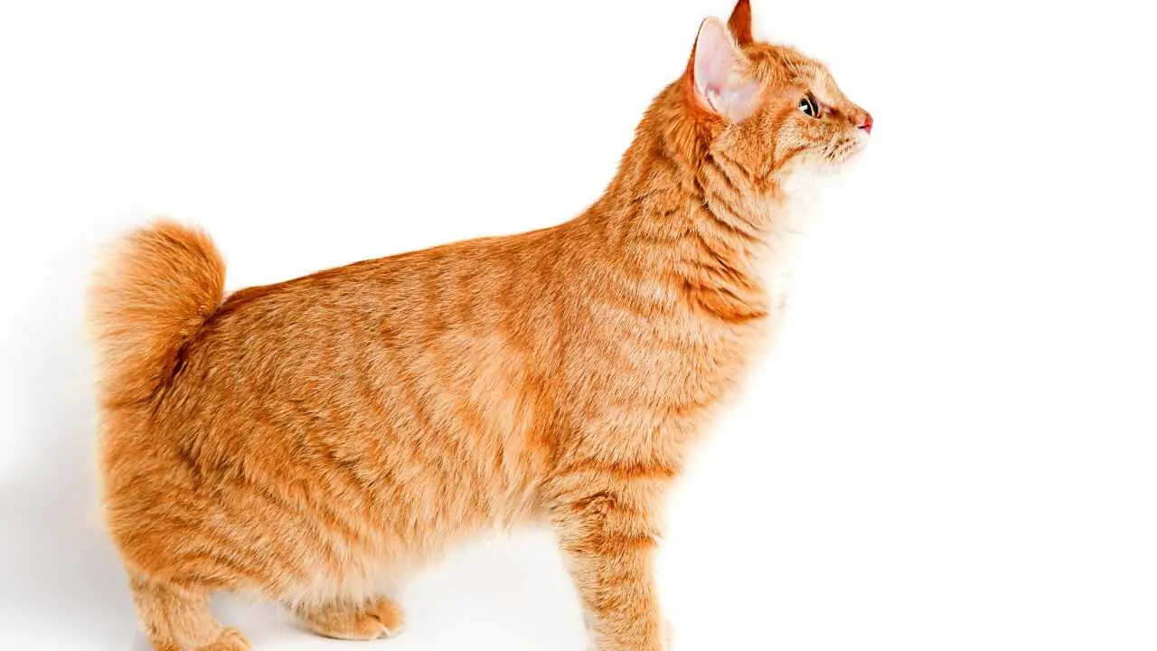 kurilian bobtail de pelo largo kurilian bobtail longhair giapponese