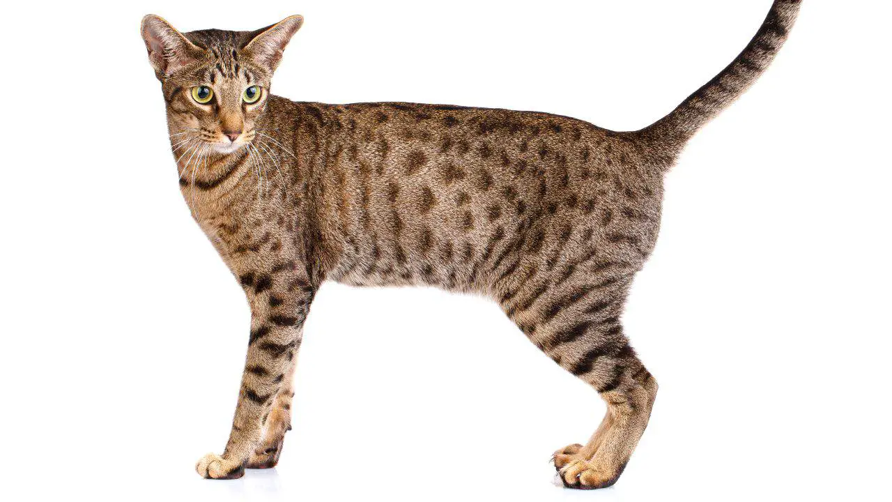 ocicat diferencia ocicat bengala
