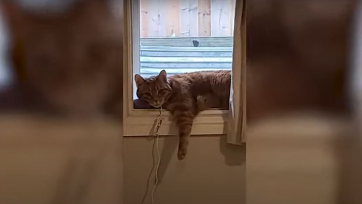 broma gato alexa perro ladrando