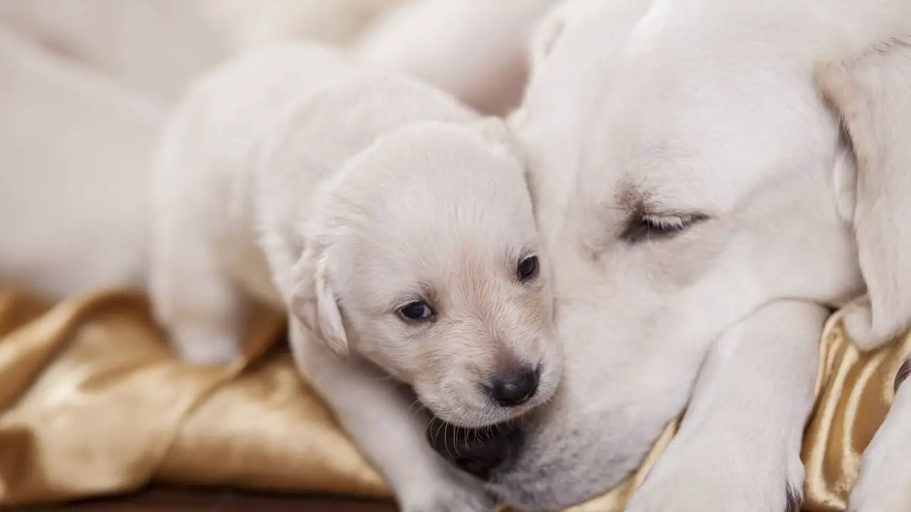 Cachorro con su mamá Cachorro no puede comunicarse con su madre durante el embarazo