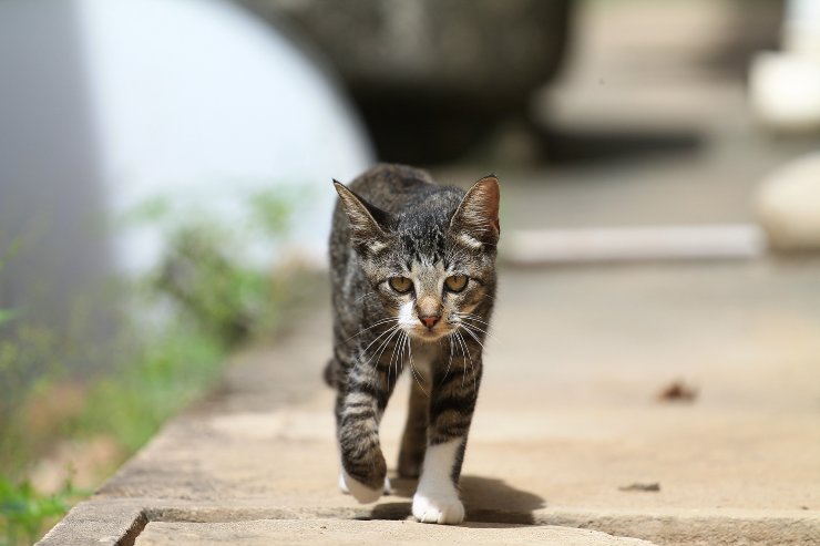 El gato no camina bien El gato no camina bien