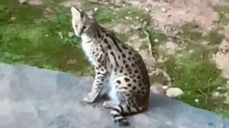 Marido Paseo Perro Esposa Felino Hogar Salvaje