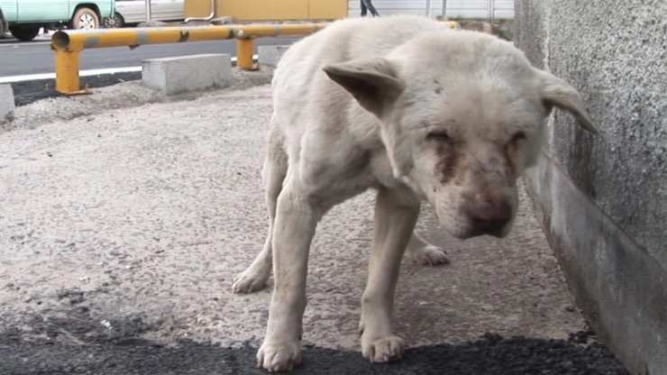 Perro deprimido por la pérdida de dueño (foto de dominio público)