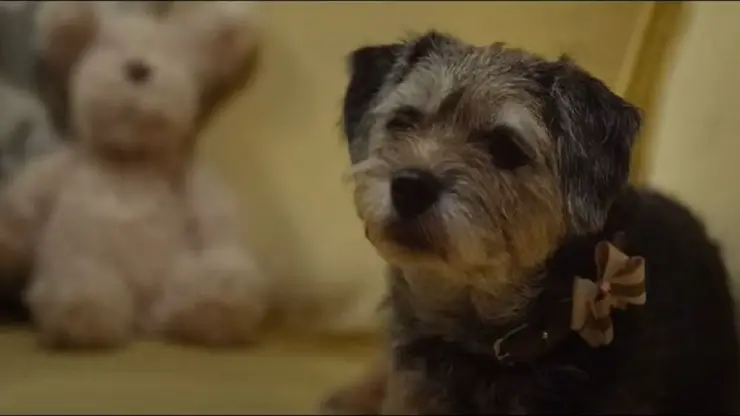perro maravilla