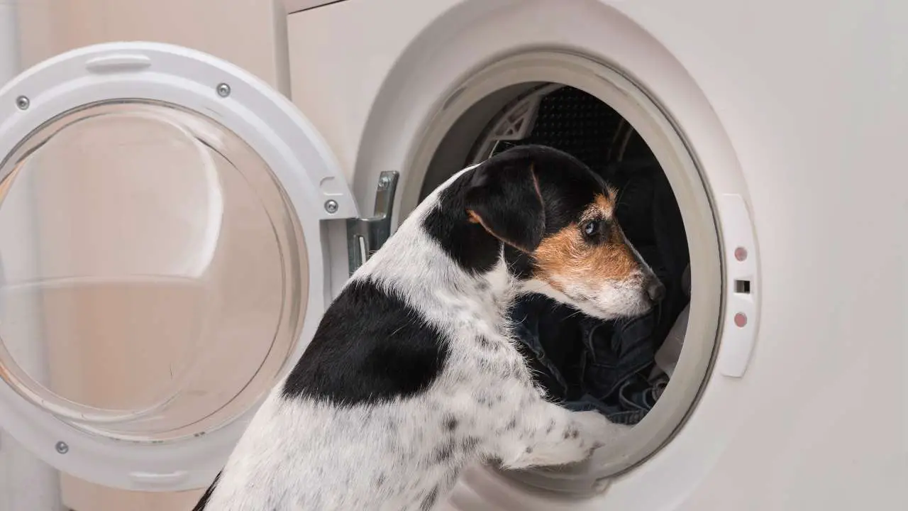 Perro asomado a la puerta de la lavadora El perro le tiene miedo a la lavadora.