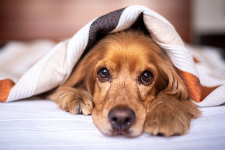 El perro nos despierta de noche El perro nos despierta de noche