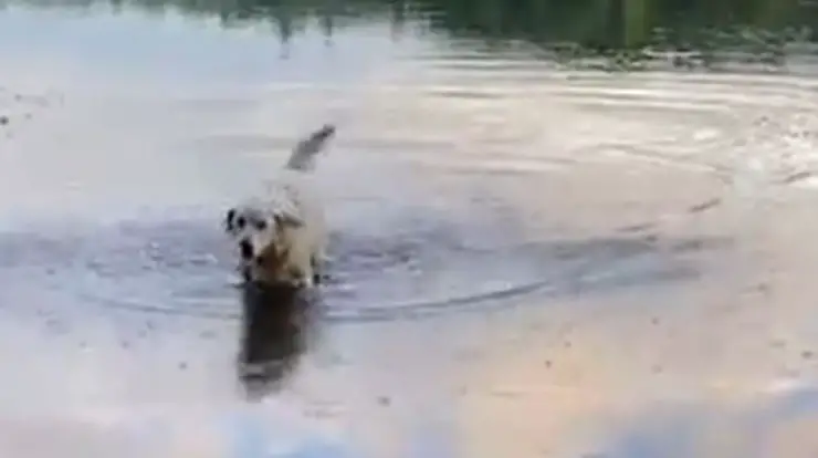 Thunder Dog Swims Lake Nuevos amigos