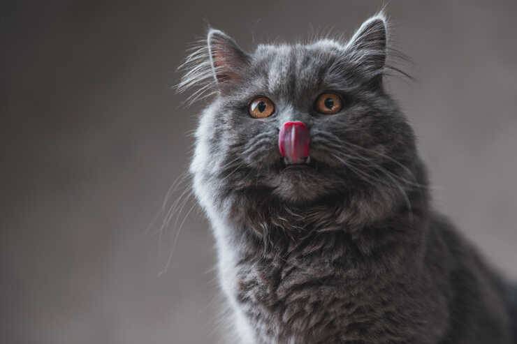 gato se lame los bigotes