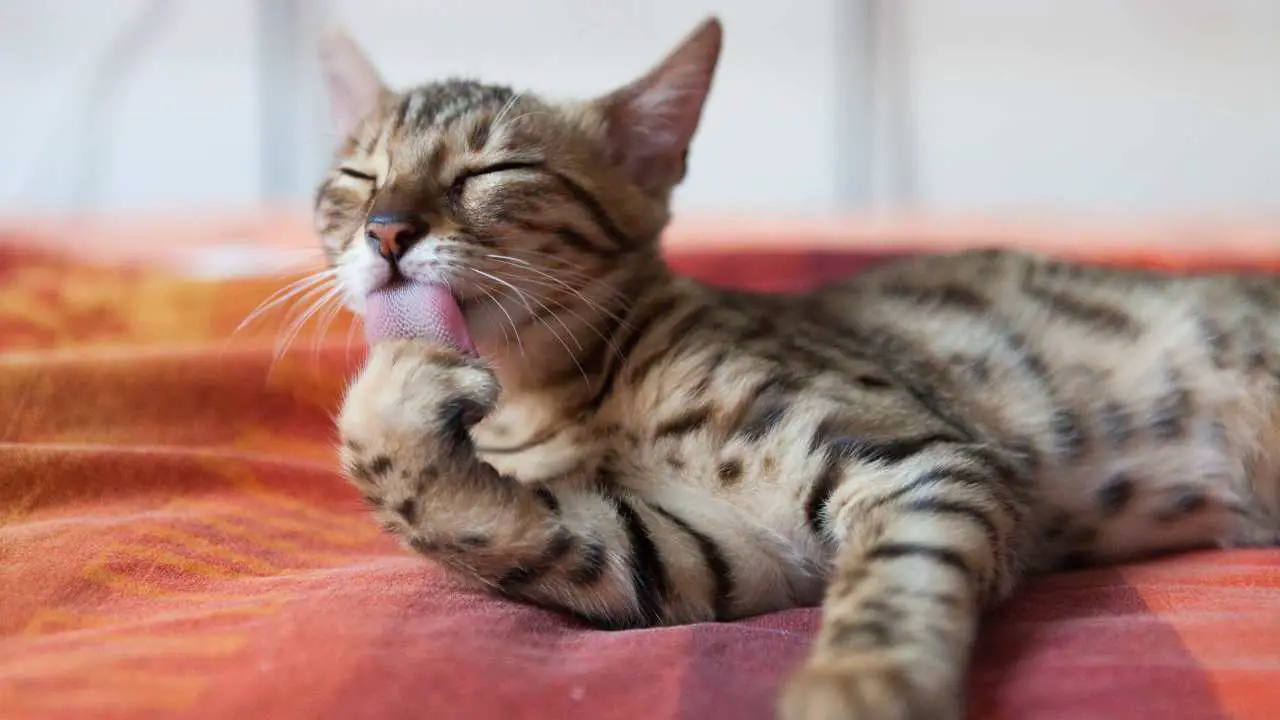 Gato de Bengala se lame El sentido del gusto en el gato
