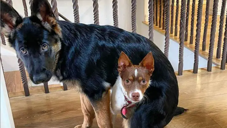 Los perros de Elisabetta Canalis Los perros Elisabetta Canalis