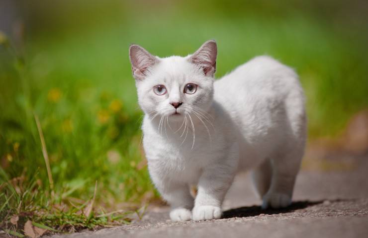 gato munchkin