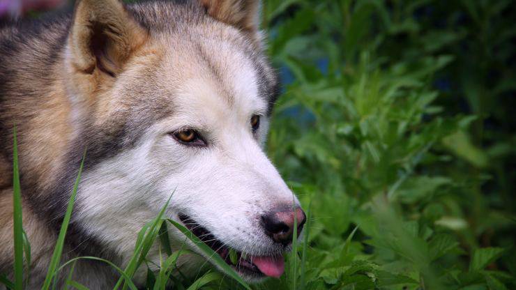 Las patologías más frecuentes del Alaskan Malamute Enfermedades más comunes del Alaskan Malamute