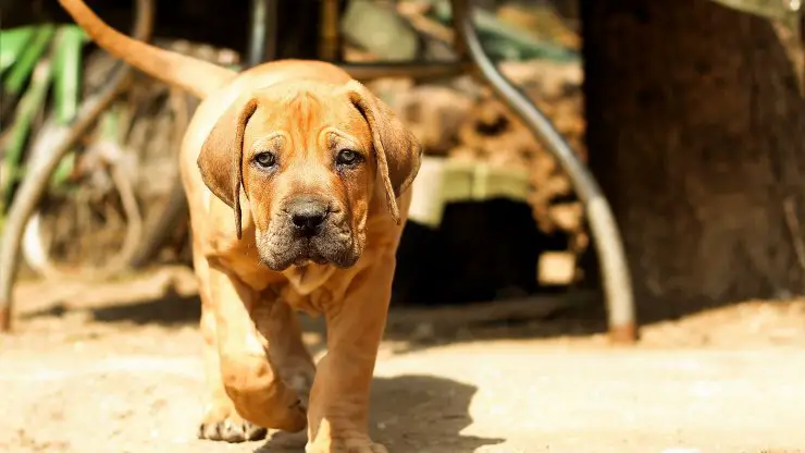 Los problemas de salud de los Boerboel Enfermedades más comunes del Boerboel.