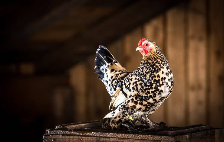 gallina enana calzada