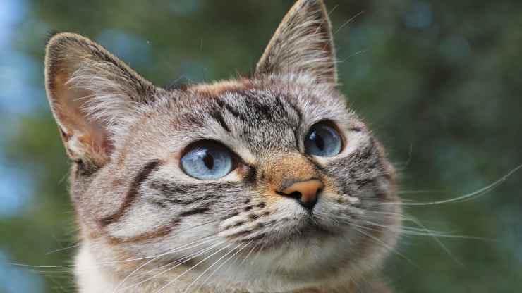 Gato expresivo (Foto pixabay)