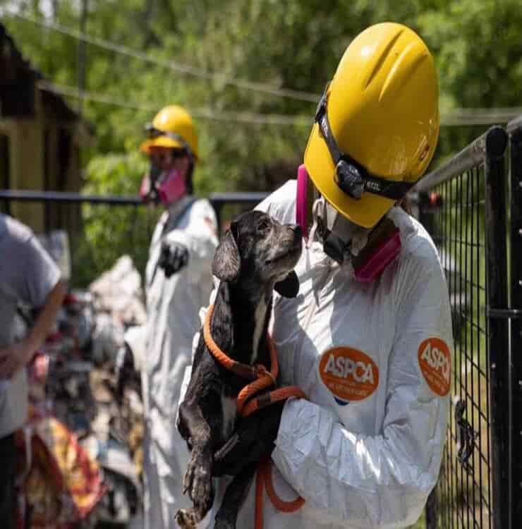 ASPCA (pantalla de Facebook)