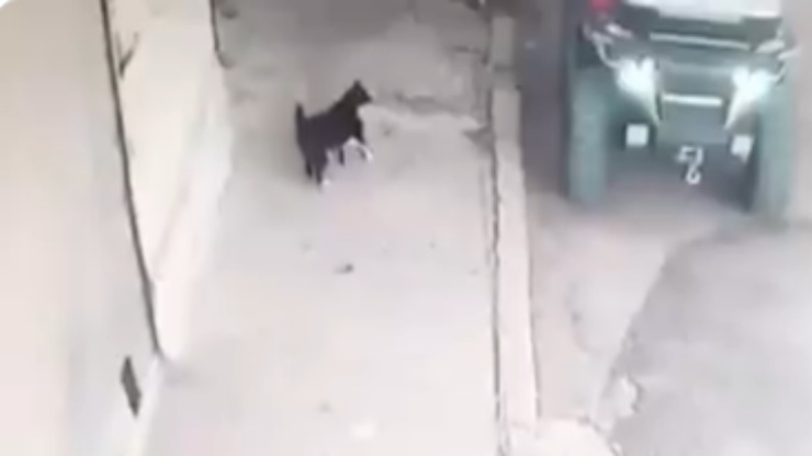 Kara la gata (Foto video)