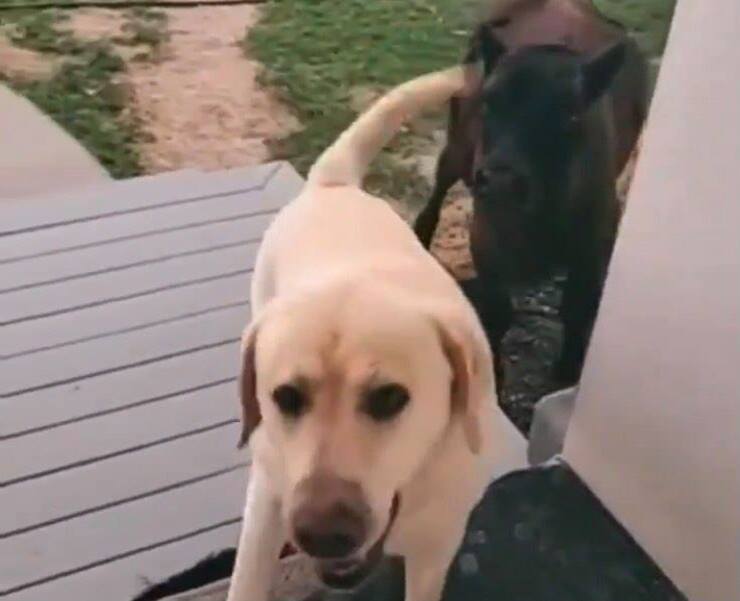 Nuevos amigos (video de la pantalla de Twitter)