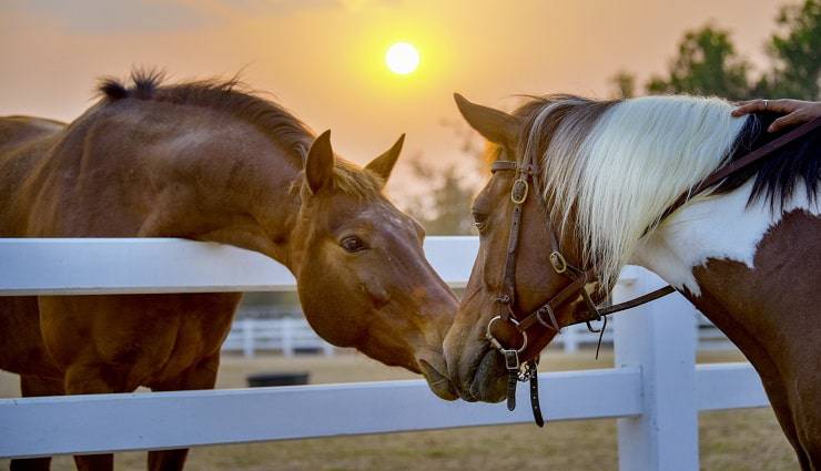 beso entre caballos