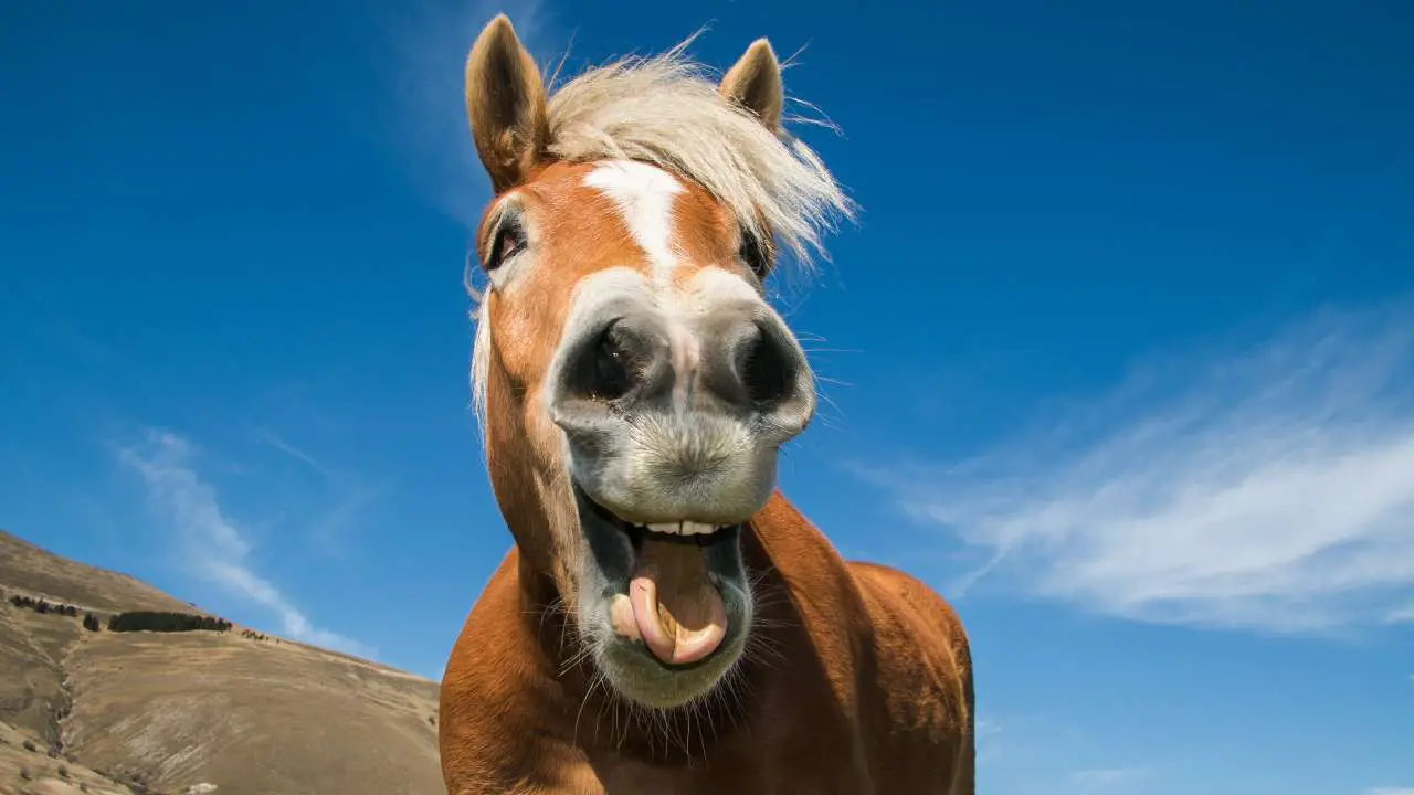 hocico de caballo expresiones faciales de caballo