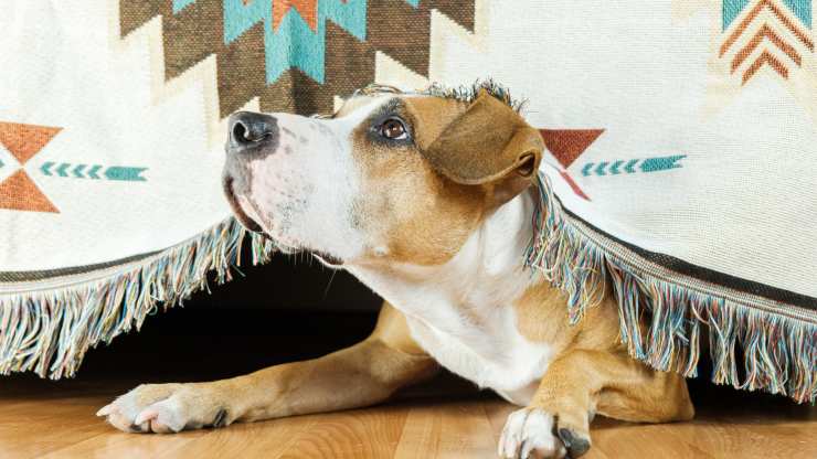 ruidos que molestan a los perros