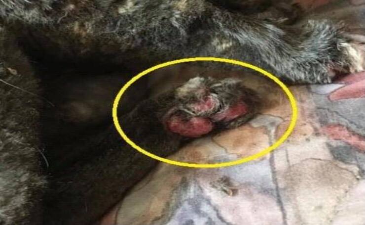 Pata de gato madre después del rescate (Pantalla de Facebook)