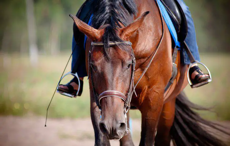 caballo