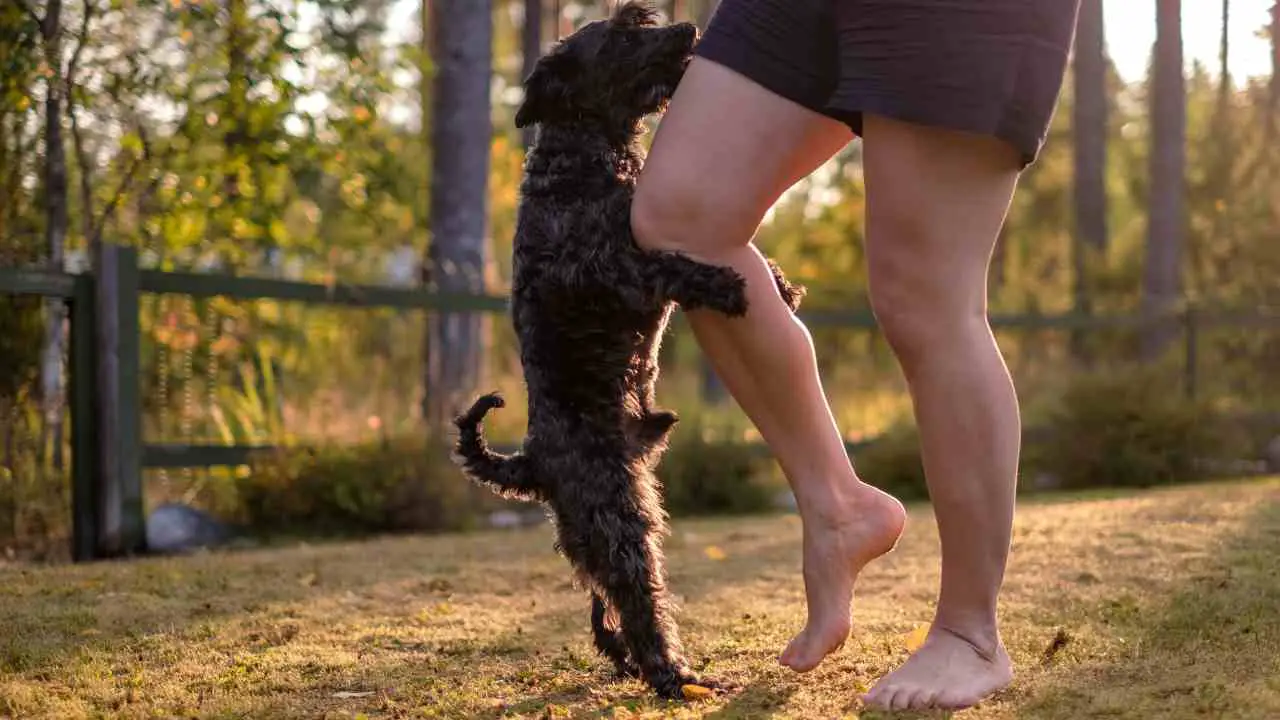 El perro se monta en la pierna de una persona Montajes montajes jerárquicos y sexuales del perro