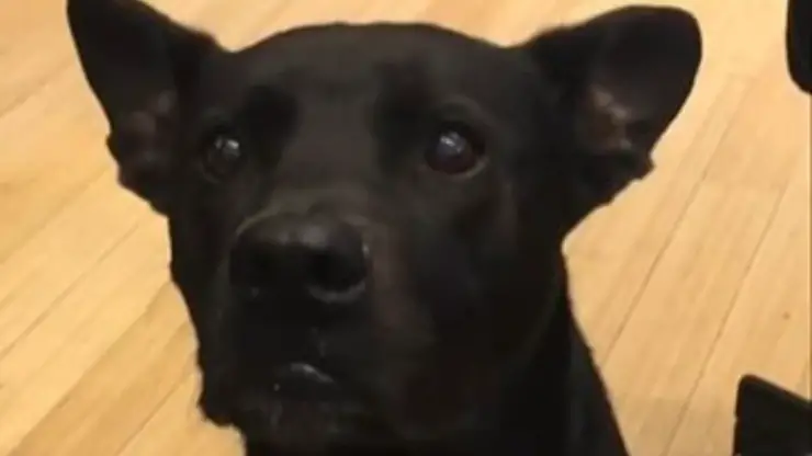 Perro Myles Casa Bosco