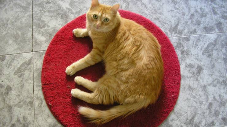 Cómo llamar a tu gato con un nombre japonés Nombres japoneses para gatos