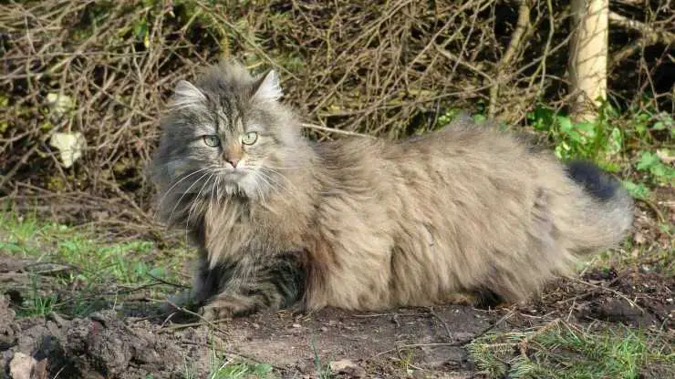 gato nórdico
